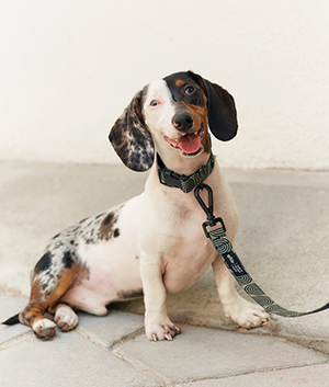 Hunde mit Halsband und Hundeleine in Grün
